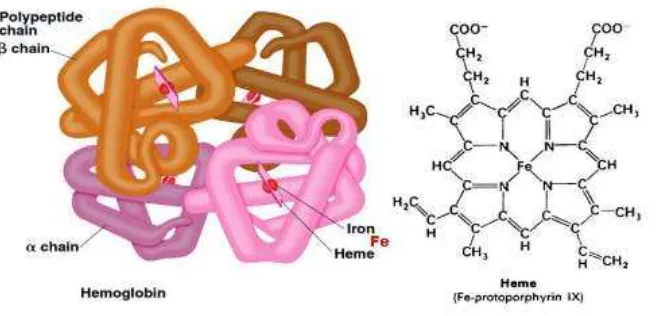 Gambar 8. Struktur hemoglobin (Sumber: bio.miami.edu) 