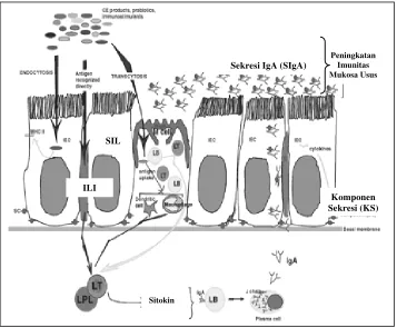 Gambar 2  Mekanisme immuno-modulation                      Exclusion probiotik dan Competitive  dalam usus unggas (Revolledo et al