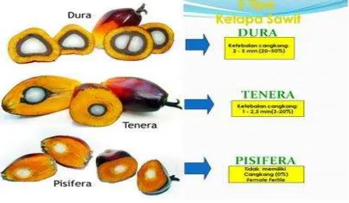 Gambar 2.1.2 Jenis- Jenis Kelapa Sawit 