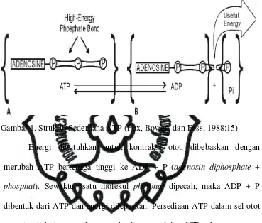 Gambar 1. Struktur Sederhana ATP (Fox, Bowers dan Foss, 1988:15) 