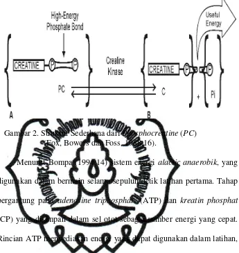 Gambar 2. Struktur Sederhana dari Phosphocreatine (PC) 