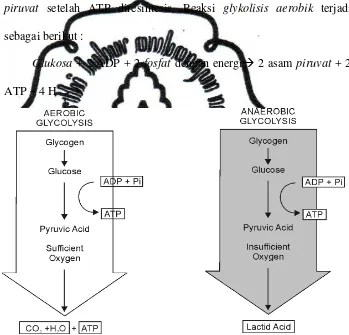 Gambar 3. Glycolysis Anaerobik dan Aerobik (Fox, Bowers dan  Foss, 1988:16). 