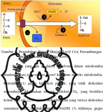 Gambar 4.  Pengubahan Piruvat Menjadi Asetil CoA, Persambungan 