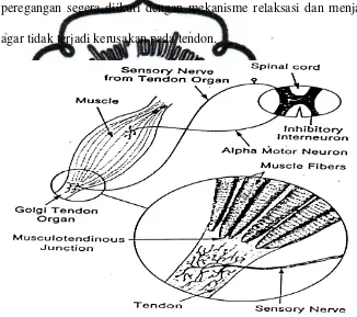 Gambar 6. The Golgi Tendon Organ (Bompa, 1994:21). 