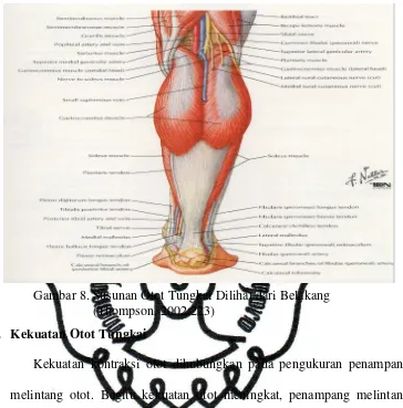 Gambar 8. Susunan Otot Tungkai Dilihat dari Belakang  