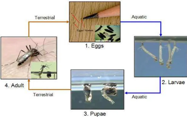 Gambar 2.2. Siklus Hidup Nyamuk Aedes aegypti (Sumber : CDC, 2014) 