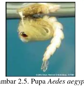 Gambar 2.6. Morfologi Nyamuk Aedes aegypti Sumber : Rueda, 2004 
