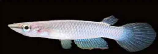 Gambar 2.8. Morfologi Ikan Kepala Timah (Aplocheilus panchax) 