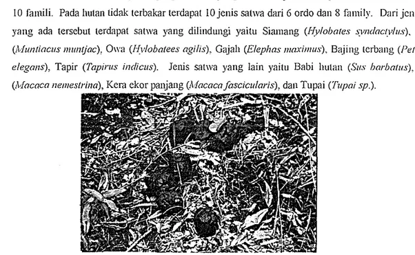 Gambar 5.  Katarml gajah sumatra (Elephas maxilllus) pada areal bebs kcbakaran. 