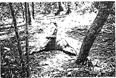 Gambar  8.  Jcnis  gangguan  berupa  .icral  yang  tclah  memperolell  mangsanya  yaitu  Babi  hutan  (Sus barbalus) 