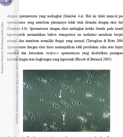 Gambar 4. Gambaran integritas membran spermatozoa domba. Spermatozoa membran plasma tidak utuh (ekor lurus, b)