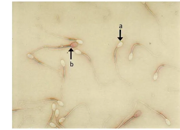 Gambar 6. Gambaran viabilitas spermatozoa domba. Spermatozoa yang ditandai 