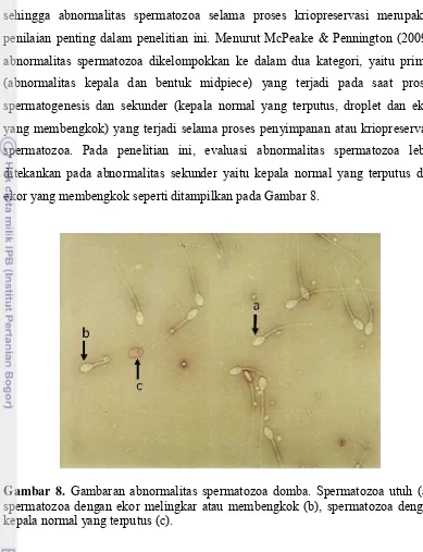 Gambar 8. Gambaran abnormalitas spermatozoa domba. Spermatozoa utuh (a), spermatozoa dengan ekor melingkar atau membengkok (b), spermatozoa dengan kepala normal yang terputus (c)