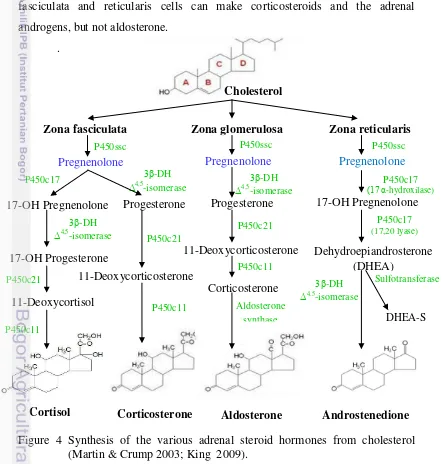Figure 4 Synthesis of the various adrenal steroid hormones from cholesterol 