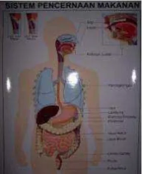 Gambar 2.7 Poster Sistem Pencernaan Makanan 