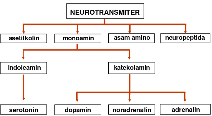 Gambar 5. Klasifikasi neurotransmiter (Sumber: Carola  