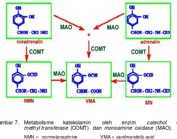Gambar 7. Metabolisme     katekolamin      oleh     enzim      catechol     O-