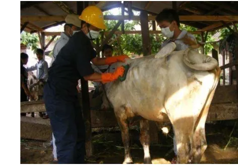 Gambar 3  Pembaluran insektisida pada sapi. 