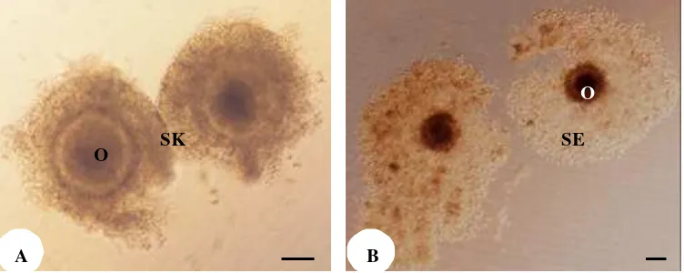 Gambar 3.2 Perkembangan oosit domba in vitro. A. oosit sebelum mengalami   pematangan yang ditandai dengan adanya sel-sel kumulus yang kompak, B