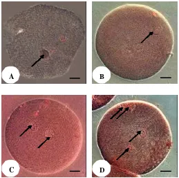Gambar 3.3. Status inti oosit setelah fertilisasi in vitro. Tanda panah menunjukkan  status inti pada tahap: A
