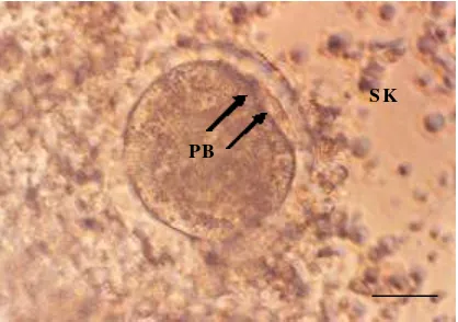 Gambar 3.4 Oosit setelah 18 jam IVF. Terlihat sel kumulus (SK) tidak lagi       kompak dan tampak adanya 2 polar body (PB) yang keluar akibat adanya aktivasi spermatozoa ke dalam oosit