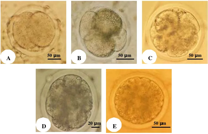 Gambar 3.5. Perkembangan embrio domba in vitro. Embrio berkembang mencapai tahap: A. 2 sel, B