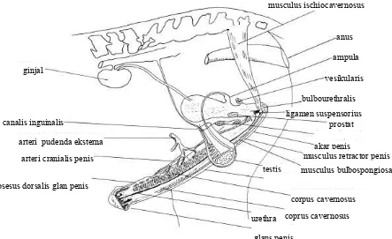 Gambar 1.  Skematis organ reproduksi kuda jantan (Morel 1999)