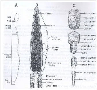 Gambar  3.  Ilustrasi spermatozoa dengan bagian-bagiannya (Graham 1996a)