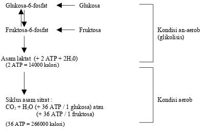 Gambar 4.  Jalur metabolisme glukosa dan fruktosa di dalam sel spermatozoa