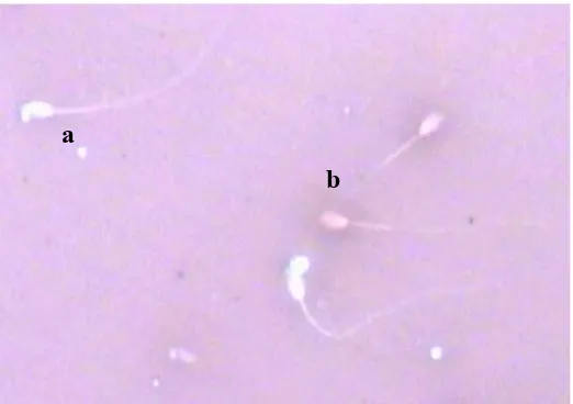 Gambar 8. Spermatozoa hidup dan mati dengan pewarna eosin-nigrosin 2%: (a) hidup, kepala berwarna transparan, dan (b) mati, kepala berwarna merah.