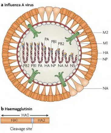 Gambar1. Anatomi Virus Influenza A (Subbarao & Joseph 2007)