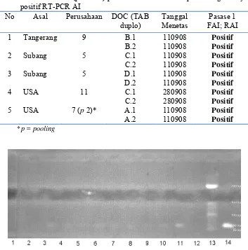 Tabel 7. Hasil inokulasi (pasase-1) pada TAB-SPF dari sampel kuning telur yang  positif RT-PCR AI 