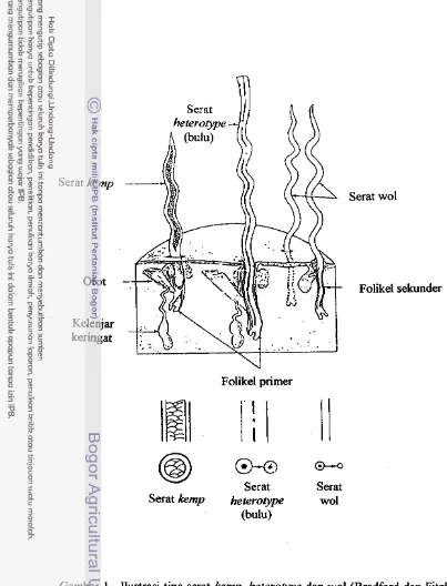 Gambar 1 .  Ilustrasi tipe serat kemp, heterotype dan wol (Bradford dan Fitzhugh, 