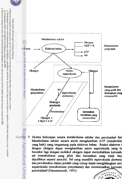 Gambar 7. Skema hubungan antara metabolisme seluler dan peroksidasi lipid. 