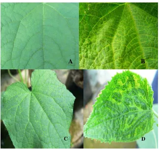 Gambar 1. Gejala penyakit mosaik kuning zucchini pada mentimun karena infeksi ZYMV; A