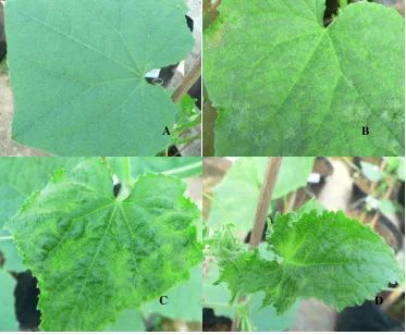 Gambar 2. Variasi gejala penyakit mosaik kuning zucchini pada mentimun akibat infeksi ZYMV; A