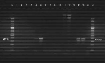 Gambar 7. Hasil PCR IS900, pada kolom 5 (isolat Lembang) dan 6 (isolat Baturaden)         terlihat adanya pita DNA, sedangkan pada kolom 14 dan 15 kontrol positif        serta kolom 13 dan 16 kontrol negatif