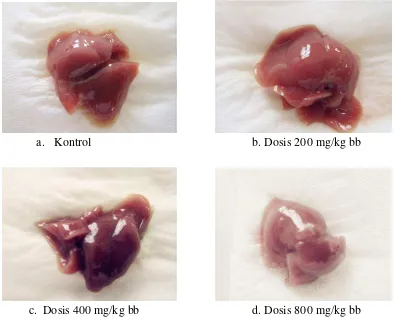 Gambar 4.3 Makroskopik organ hati mencit yang diberi CMC-Na 0,5% dan ekstrak etanol pecut kuda 