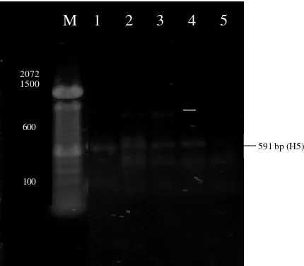Gambar 5  Contoh hasil RT-PCR dielektroforesis pada gel agarose 1.5%, diwarnai dengan ethidium bromida
