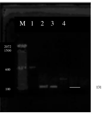 Gambar 7  Contoh hasil RT-PCR dielektroforesis pada gel agarose 1.5%, diwarnai dengan ethidium bromida