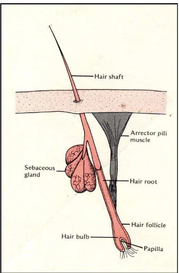 Gambar 2.3 Anatomi rambut (Scott, dkk., 1976). 