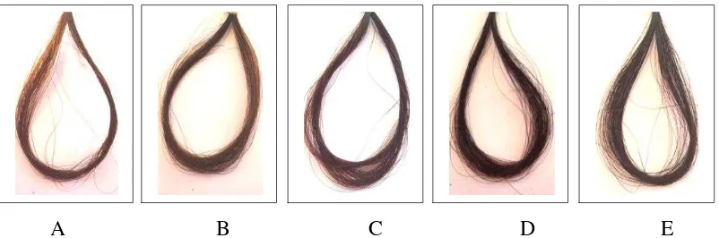 Gambar 4.3 Pengaruh konsentrasi ekstrak daun ketapang terhadap perubahan warna rambut uban dengan lama perendaman 4 jam