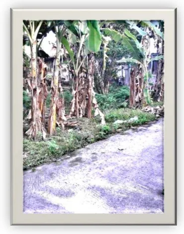 Gambar 1.1. Pohon pisang mudah didapatkan dan sering dijumpai  di setiap pekarangan rumah dan di pinggir jalan   