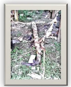Gambar 1.3. Pigura dan tempat tisu dari pelepah pisang (Sumber:  www.jogjasouvenir.com, diakses tanggal : 25 Februari 2014) 