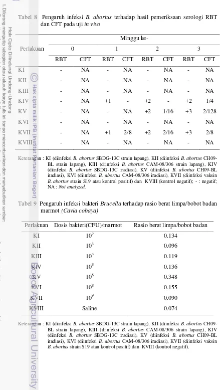 Tabel 8  Pengaruh infeksi B. abortus terhadap hasil pemeriksaan serologi RBT dan CFT pada uji in vivo 