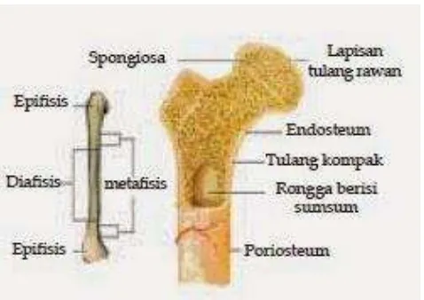 Gambar Struktur Tulang Pipa 