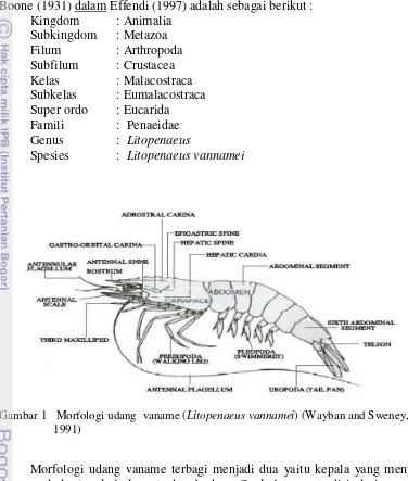 Gambar 1   Morfologi udang  vaname (Litopenaeus vannamei) (Wayban and Sweney,  