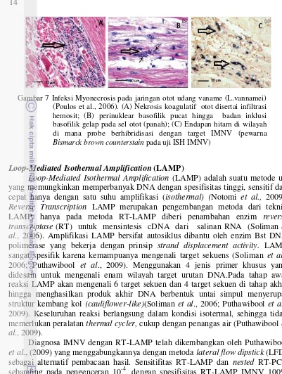 Gambar 7 Infeksi Myonecrosis pada jaringan otot udang vaname (L.vannamei) 