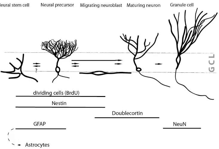 Gambar 2. Skema perkembangan neural stem cell dapat diidentifikasi dengan          menggunakan sejumlah penanda yang spesifik (Cleary et al 2006)  