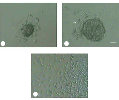 Gambar 5 Perkembangan ICM selama kultur ESC. ICM yang attach setelah 24                jam (A), koloni primer ESC dengan outgrowth (panah) pada hari          ke-4 (B), dan koloni setelah hari ke-8 yang memperlihatkan area          outgrowth (C)
